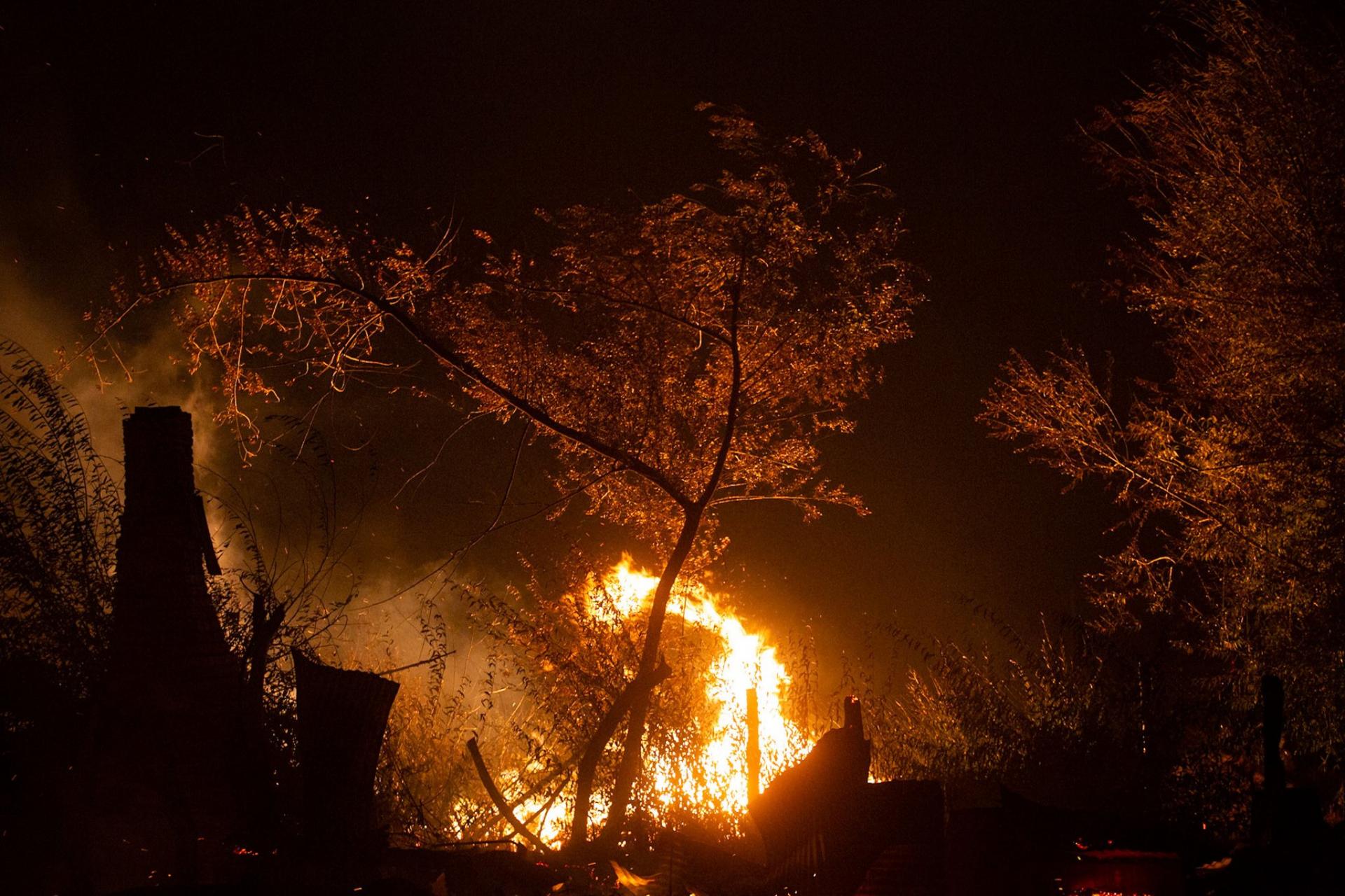 GREENPEACE PIDE QUE ESTÉ PENADA LA DESTRUCCIÓN DE BOSQUES