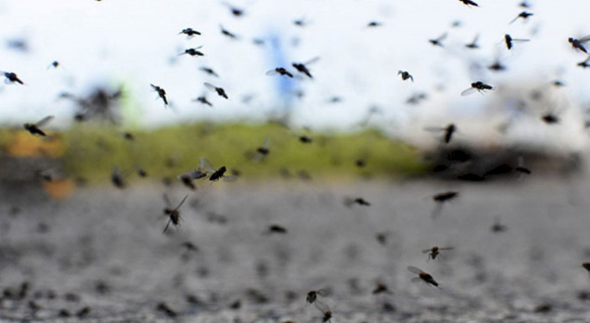 GRAN INVASIÓN DE MOSQUITOS EN CAPITAL Y TODA LA PROVINCIA DE BUENOS AIRES